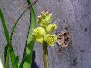 Lachenalia matthewsii